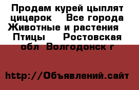 Продам курей цыплят,цицарок. - Все города Животные и растения » Птицы   . Ростовская обл.,Волгодонск г.